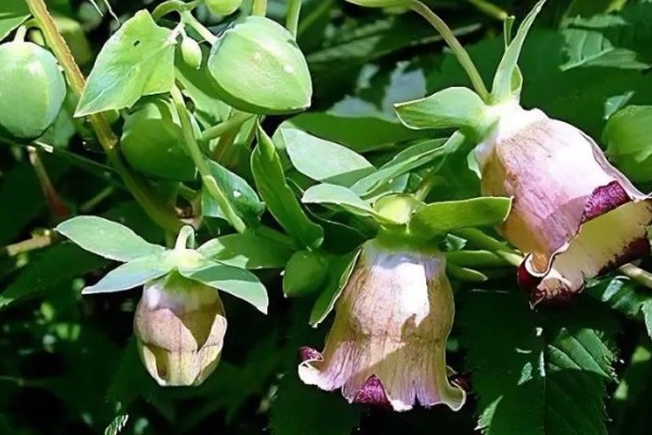 轮叶党参的栽培技术,春、秋两季均可播种