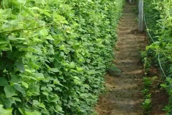 轮叶党参的栽培技术,春、秋两季均可播种