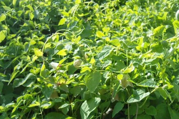 轮叶党参的栽培技术,春、秋两季均可播种