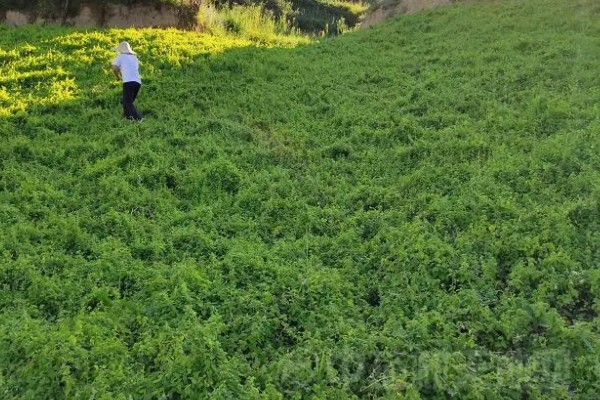 轮叶党参的栽培技术,春、秋两季均可播种