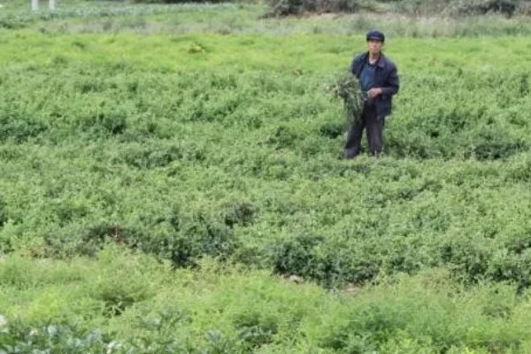 轮叶党参的栽培技术,春、秋两季均可播种