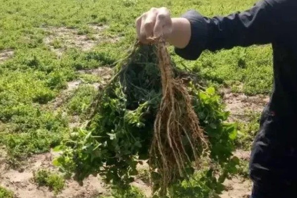 轮叶党参的栽培技术,春、秋两季均可播种