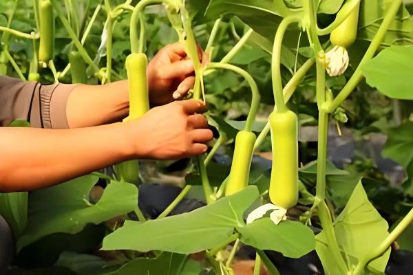 瓠瓜打叉整枝的方式，及时剪除其生长过密的枝条