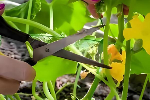 瓠瓜打叉整枝的方式，及时剪除其生长过密的枝条