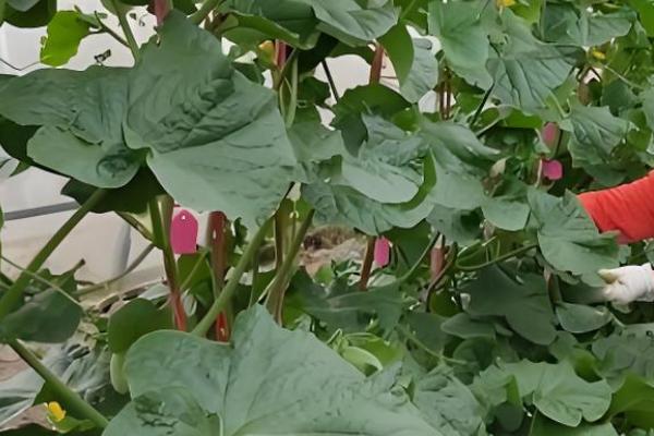 瓠瓜打叉整枝的方式，及时剪除其生长过密的枝条