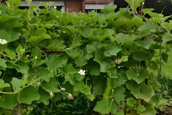 瓠瓜打叉整枝的方式，及时剪除其生长过密的枝条