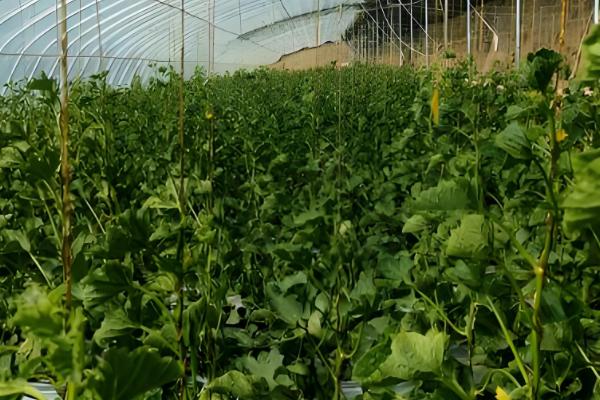 瓠瓜打叉整枝的方式，及时剪除其生长过密的枝条