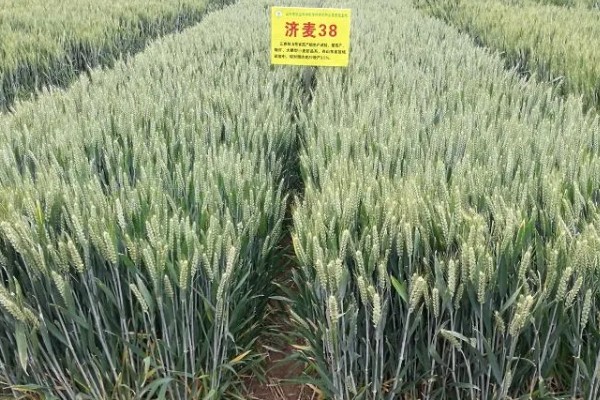 山东哪些小麦具有矮杆高产的特性，常见济麦38、山农32、济麦22等品种