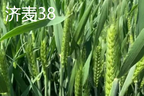 山东哪些小麦具有矮杆高产的特性，常见济麦38、山农32、济麦22等品种