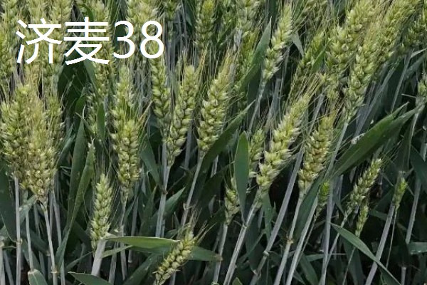 山东哪些小麦具有矮杆高产的特性，常见济麦38、山农32、济麦22等品种