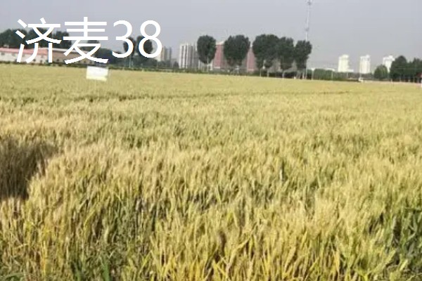 山东哪些小麦具有矮杆高产的特性，常见济麦38、山农32、济麦22等品种