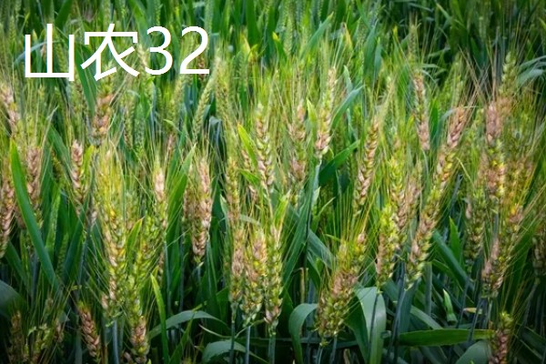 山东哪些小麦具有矮杆高产的特性，常见济麦38、山农32、济麦22等品种