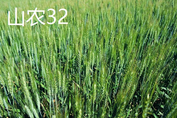 山东哪些小麦具有矮杆高产的特性，常见济麦38、山农32、济麦22等品种