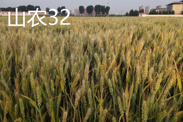 山东哪些小麦具有矮杆高产的特性，常见济麦38、山农32、济麦22等品种