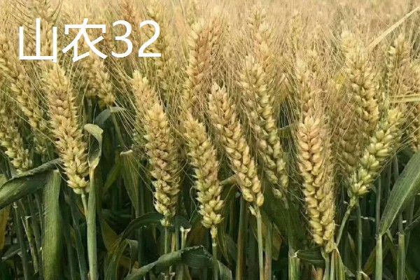 山东哪些小麦具有矮杆高产的特性，常见济麦38、山农32、济麦22等品种