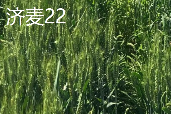 山东哪些小麦具有矮杆高产的特性，常见济麦38、山农32、济麦22等品种