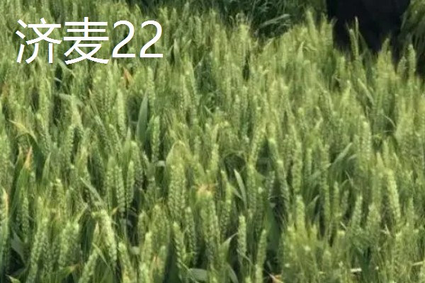 山东哪些小麦具有矮杆高产的特性，常见济麦38、山农32、济麦22等品种