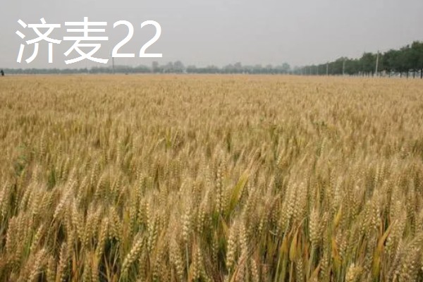 山东哪些小麦具有矮杆高产的特性，常见济麦38、山农32、济麦22等品种