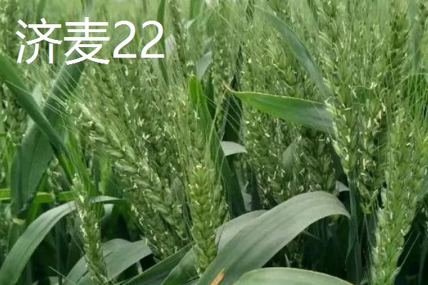 山东哪些小麦具有矮杆高产的特性，常见济麦38、山农32、济麦22等品种