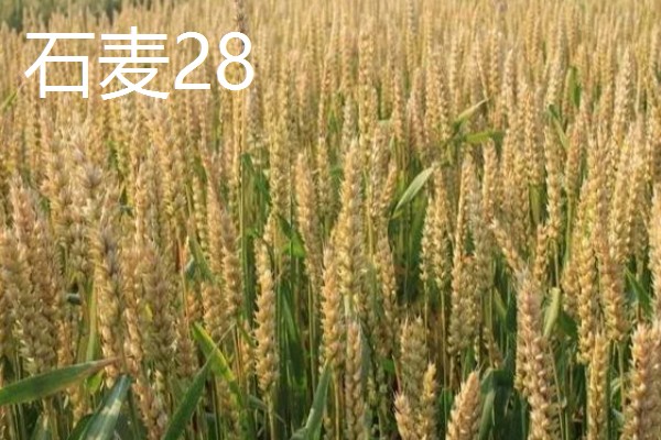 山东哪些小麦具有矮杆高产的特性，常见济麦38、山农32、济麦22等品种