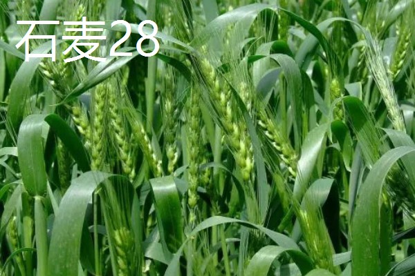 山东哪些小麦具有矮杆高产的特性，常见济麦38、山农32、济麦22等品种