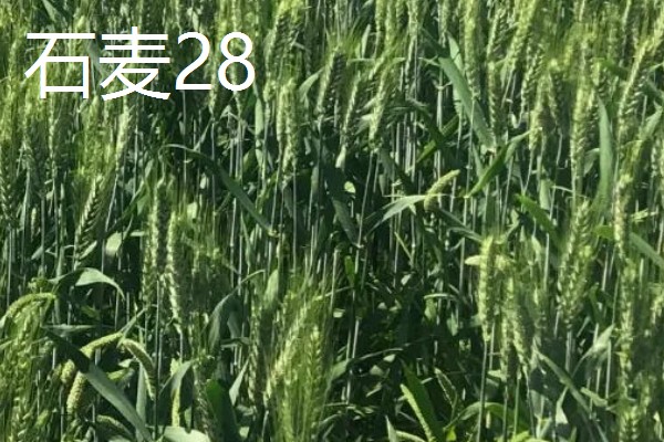 山东哪些小麦具有矮杆高产的特性，常见济麦38、山农32、济麦22等品种