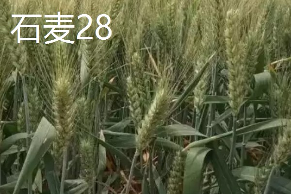 山东哪些小麦具有矮杆高产的特性，常见济麦38、山农32、济麦22等品种