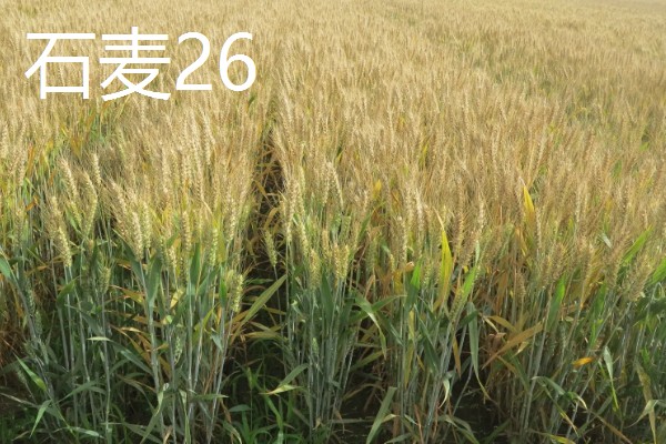 山东哪些小麦具有矮杆高产的特性，常见济麦38、山农32、济麦22等品种