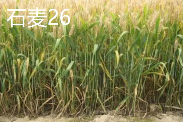 山东哪些小麦具有矮杆高产的特性，常见济麦38、山农32、济麦22等品种