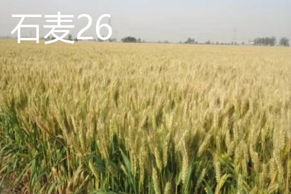 山东哪些小麦具有矮杆高产的特性，常见济麦38、山农32、济麦22等品种