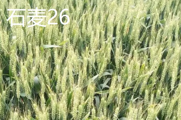 山东哪些小麦具有矮杆高产的特性，常见济麦38、山农32、济麦22等品种