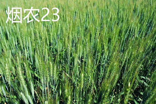 山东哪些小麦具有矮杆高产的特性，常见济麦38、山农32、济麦22等品种