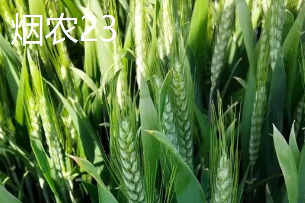 山东哪些小麦具有矮杆高产的特性，常见济麦38、山农32、济麦22等品种