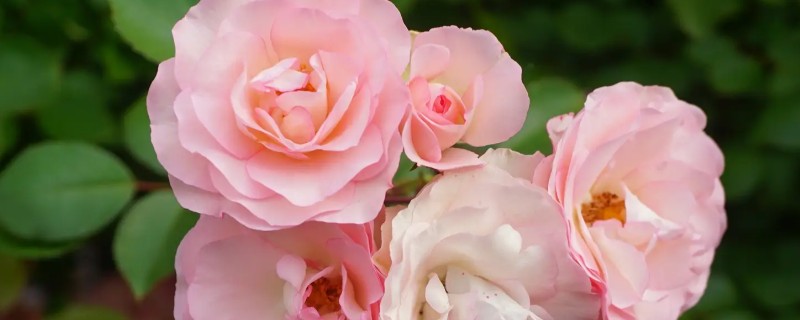 月季为何会掉花蕾，使用浓肥或氮肥过量会影响花蕾发育