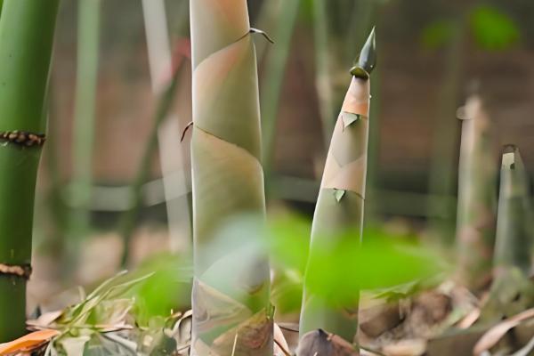 广东省英德市的特产,有英德红茶、擂茶粥等