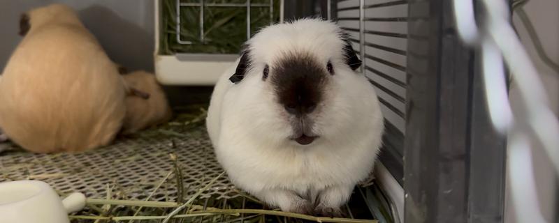 荷兰猪的养殖方法，清水一定要勤更换