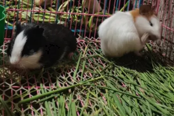 荷兰猪的养殖方法，清水一定要勤更换