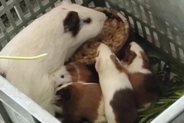 荷兰猪的养殖方法，清水一定要勤更换