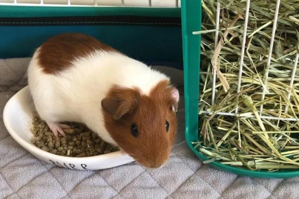 荷兰猪的养殖方法，清水一定要勤更换