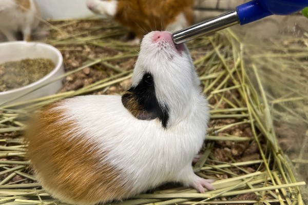 荷兰猪的养殖方法，清水一定要勤更换