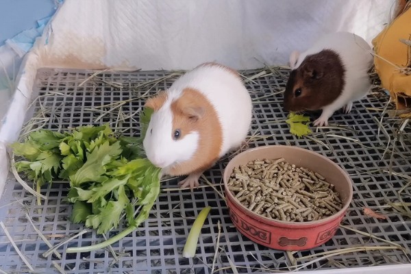 荷兰猪的养殖方法，清水一定要勤更换