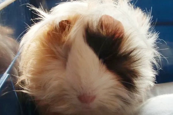 荷兰猪的养殖方法，清水一定要勤更换