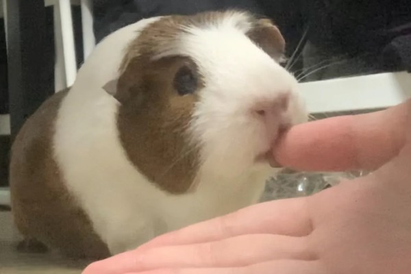 荷兰猪的养殖方法，清水一定要勤更换