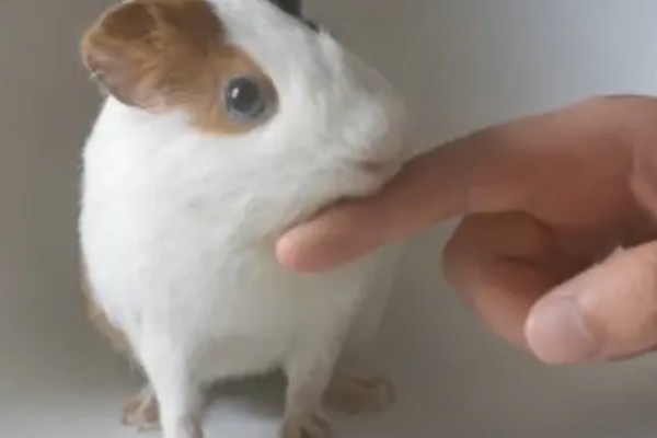 荷兰猪的养殖方法，清水一定要勤更换