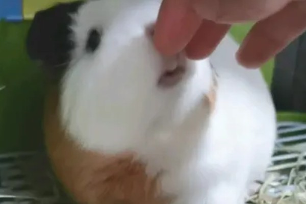 荷兰猪的养殖方法，清水一定要勤更换