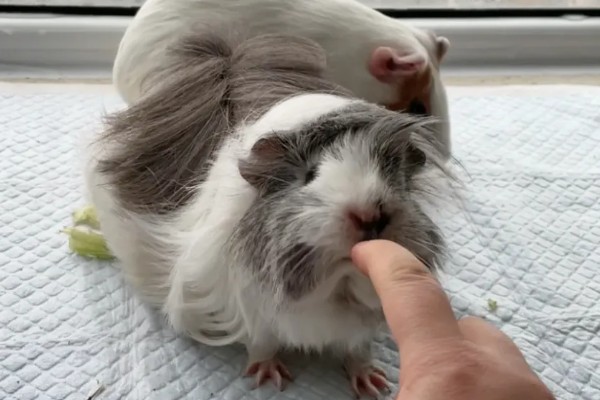 荷兰猪的养殖方法，清水一定要勤更换