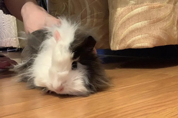 荷兰猪的养殖方法，清水一定要勤更换