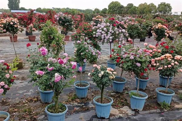 月季为何会掉花蕾，使用浓肥或氮肥过量会影响花蕾发育