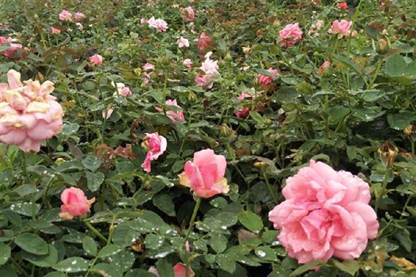月季为何会掉花蕾，使用浓肥或氮肥过量会影响花蕾发育