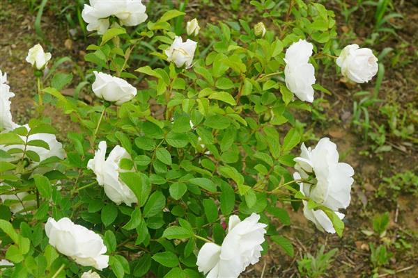 月季为何会掉花蕾，使用浓肥或氮肥过量会影响花蕾发育